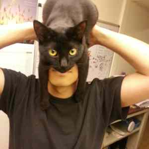 Obrázek 'catman '