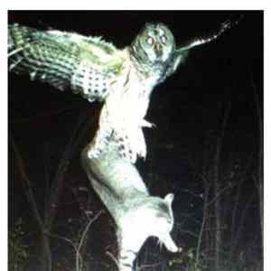 Obrázek 'catowl'