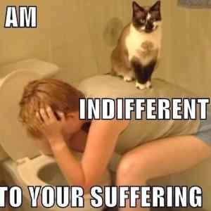 Obrázek 'cats are such caring animals 540'