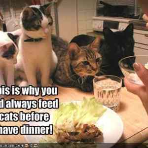 Obrázek 'cats hate dinner'