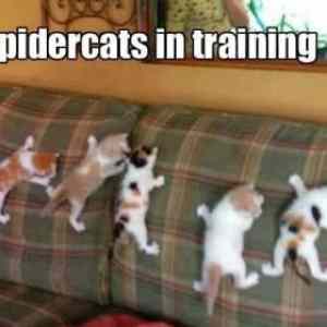 Obrázek 'cats in training'