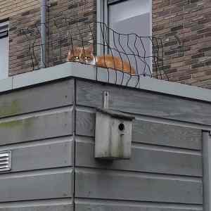 Obrázek 'cats prison  '