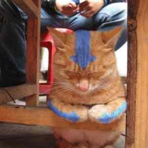 Obrázek 'catvatar'