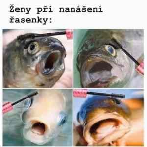 Obrázek 'cela katka'