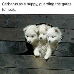 Obrázek 'cerberus as a puppy'