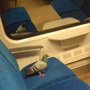 Obrázek 'cerny&nbsp;pasazer2'