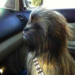 Obrázek 'chewbacca dog'