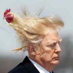 Obrázek 'chicky'