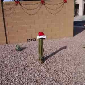 Obrázek 'christmas-in-arizona 141'