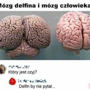 Obrázek 'clovek vs delfin'