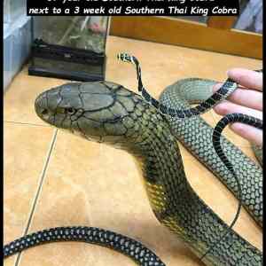 Obrázek 'cobra&nbsp;and&nbsp;cobra'