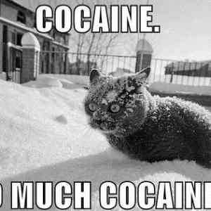 Obrázek 'cocainecat'