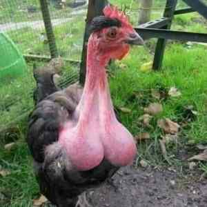 Obrázek 'cock -'