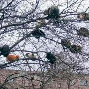 Obrázek 'cool cats hangout'