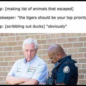 Obrázek 'cop-zookeeper'