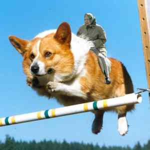 Obrázek 'corgi'