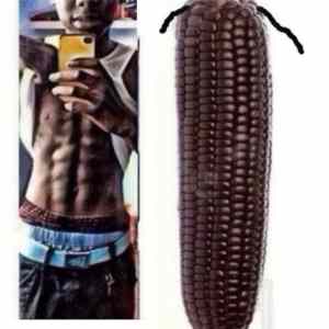 Obrázek 'corn - corn'