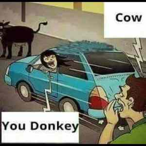 Obrázek 'cow-donkey'