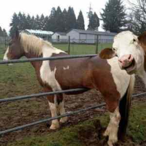 Obrázek 'cow troll'