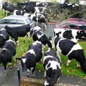 Obrázek 'cows in city'
