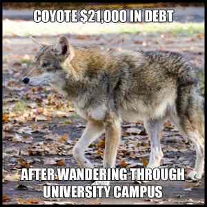 Obrázek 'coyote-debt'