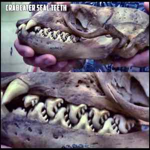 Obrázek 'cs-teeth'