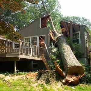 Obrázek 'cuttting-trees 1'