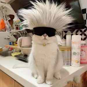 Obrázek 'cyber&nbsp;pussy'