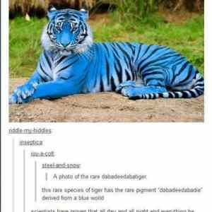 Obrázek 'dabadeedabatiger'