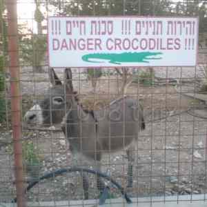 Obrázek 'danger crocodiles'