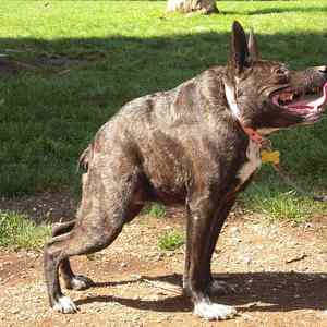 Obrázek 'danny&nbsp;devito'