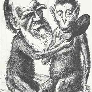 Obrázek 'darwin monkey'