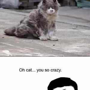 Obrázek 'deadcat'