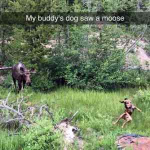 Obrázek 'dog-moose'