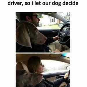 Obrázek 'dog&nbsp;decide'