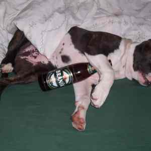 Obrázek 'dog hangover'