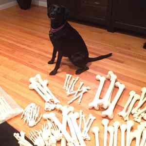 Obrázek 'dog hit the jackpot'