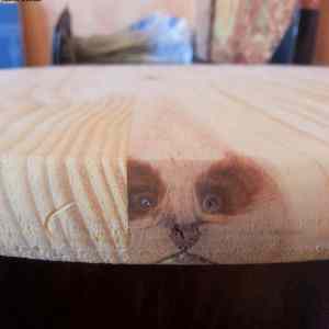 Obrázek 'dog in the table'