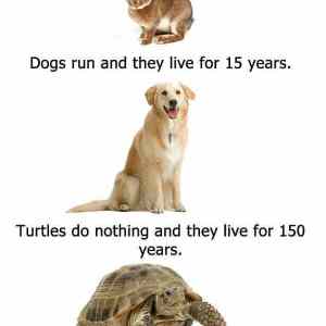 Obrázek 'dog vs turtles'