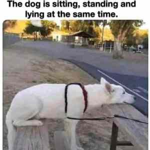 Obrázek 'doggo&nbsp;superposition'