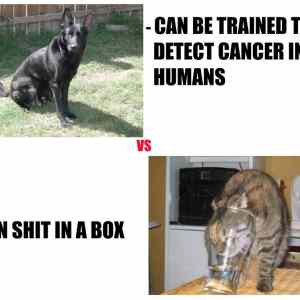 Obrázek 'dogs-vs-cats'