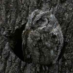 Obrázek 'dokonale&nbsp;maskovani'