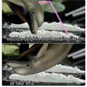 Obrázek 'dolphin-cocaine'
