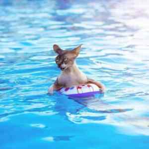 Obrázek 'dostanu&nbsp;konzervy&nbsp;dostanu&nbsp;konzervy'