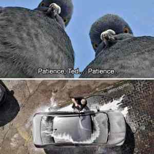 Obrázek 'doves patience'