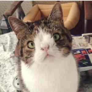 Obrázek 'down&nbsp;cat'