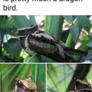 Obrázek 'dragon bird'