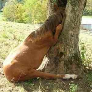 Obrázek 'drunk horse'
