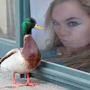 Obrázek 'duck and duck'