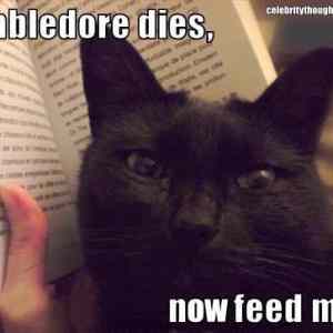 Obrázek 'dumbledore dies'